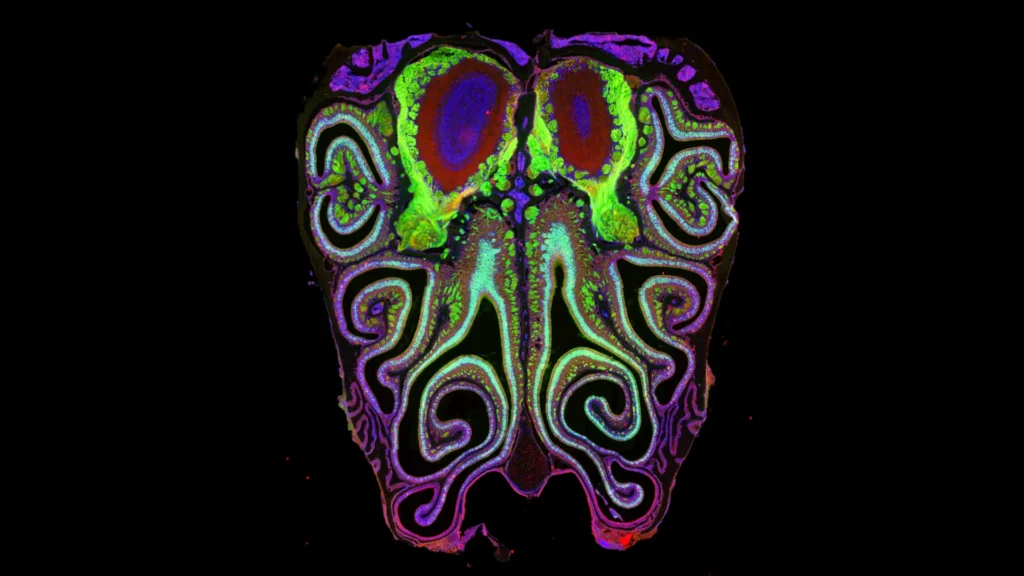 cross section of mouse nose.webp.webp