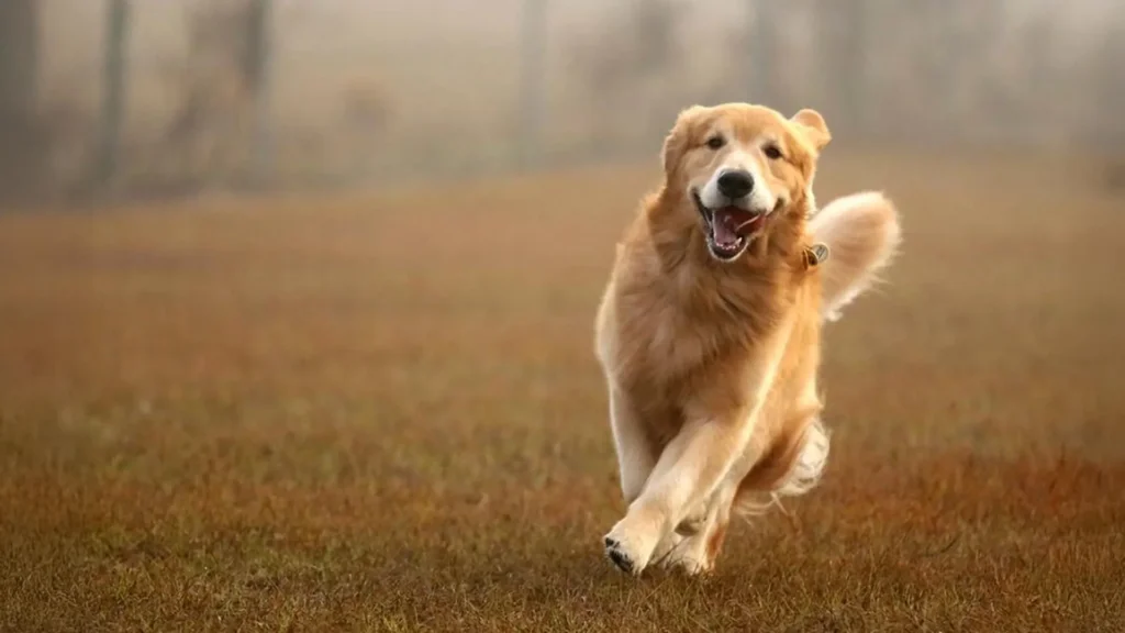 Golden Retriever genes related to anxiousness, aggression, and intelligence in people golden retriever good behavior.webp.webp