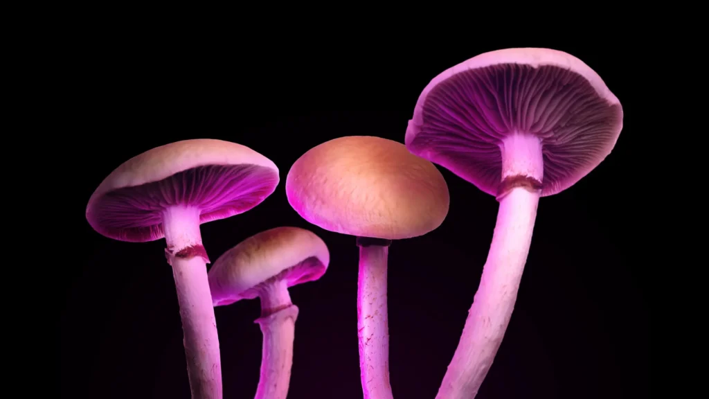 A brand new “magic mushroom” drug may just deal with melancholy with out psychedelic hallucinations hallucinogenic mushrooms.webp.webp