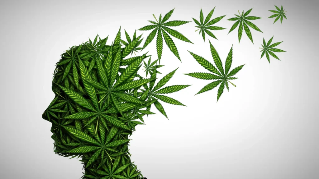 Is hashish protected after 65? Stanford professionals divulge 5 dangers older adults will have to know marijuana brain effects mental health.webp.webp