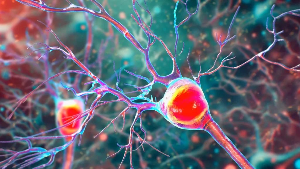 purkinje neurons.webp.webp
