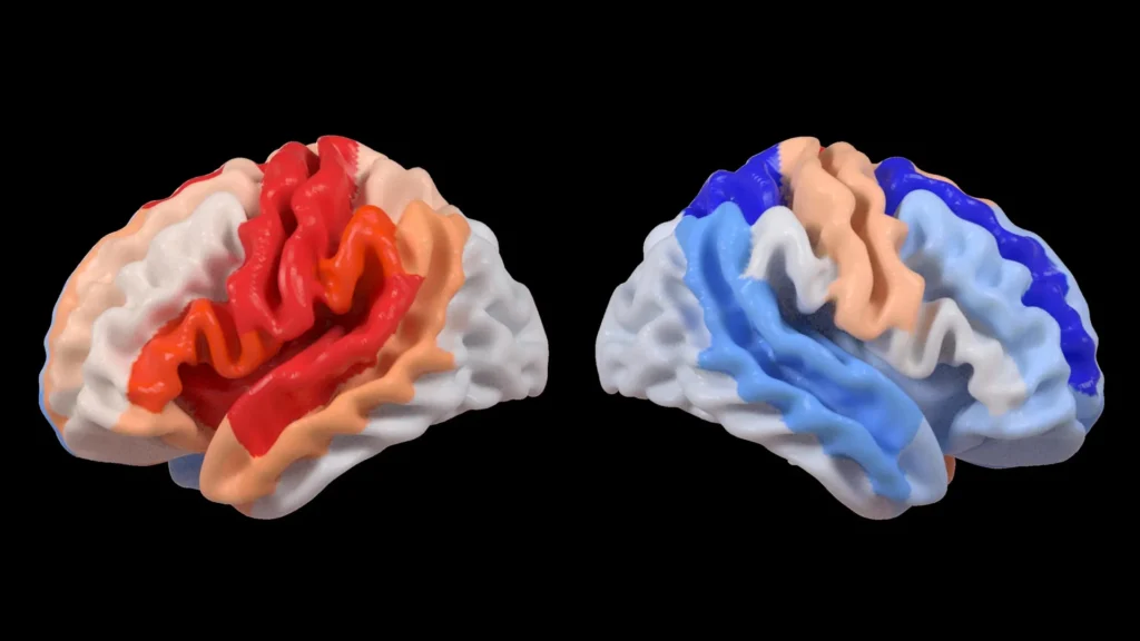 Stroke triggers a hidden mind alternate that appears like rejuvenation Stroke And Brain Aging.webp 1024x576