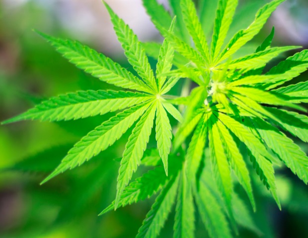 cannabis 620x480.jpg