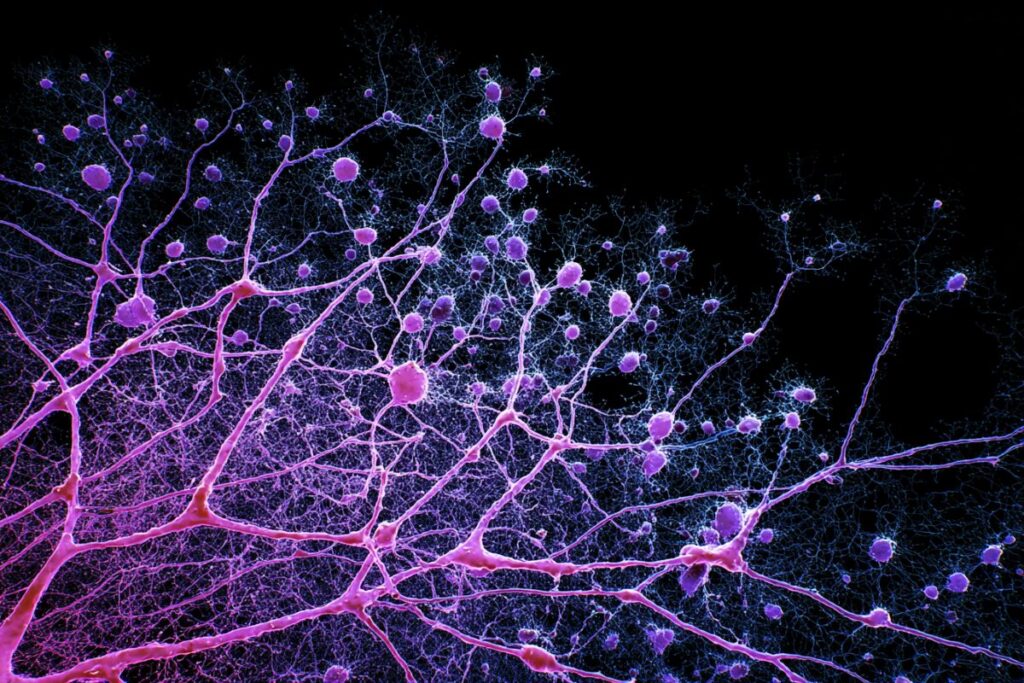 aging brain mapping neuroscience.jpg