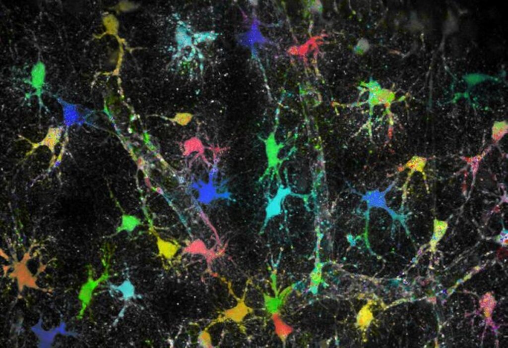 astrocyte sodium synapses neuroscience.jpg