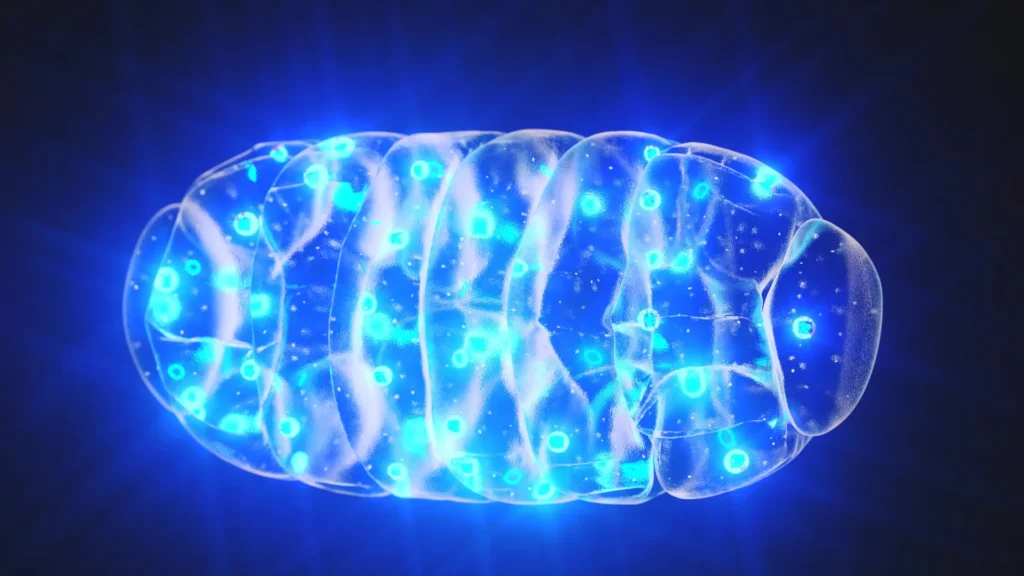 Scientists reversed reminiscence loss by means of recharging the mind’s tiny engines blue light glowing mitochondria.webp.webp