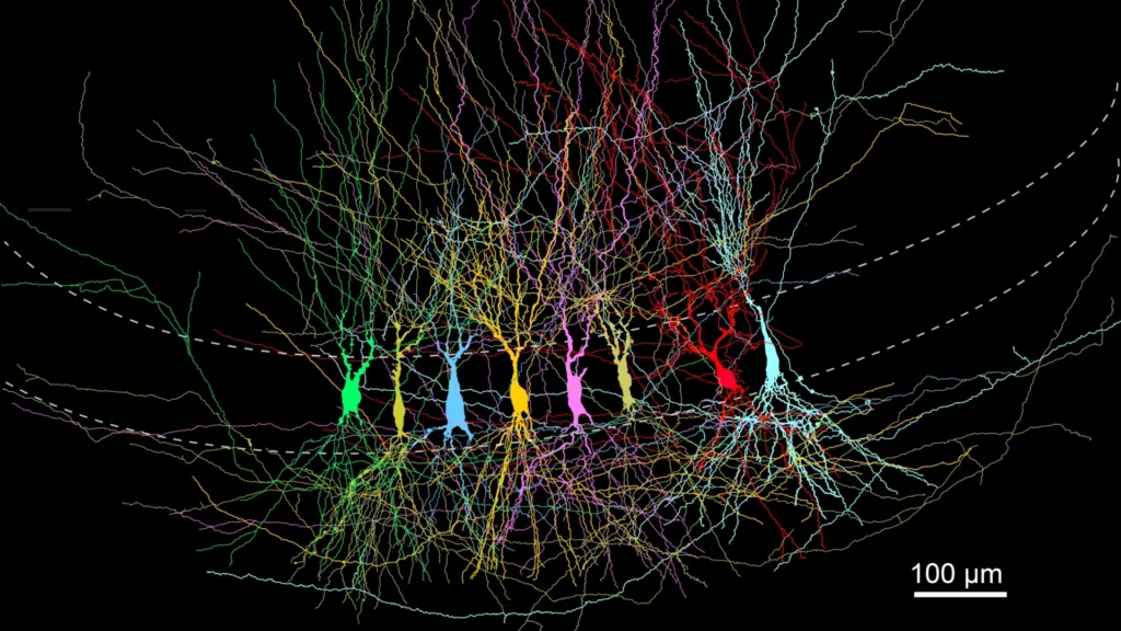 ca3 pyramidal neurons.webp.webp