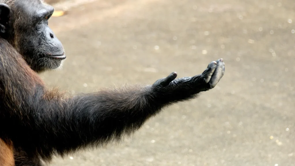 Scientists assume they’ve cracked the thriller of human right-handedness chimpanzee extending hand.webp.webp