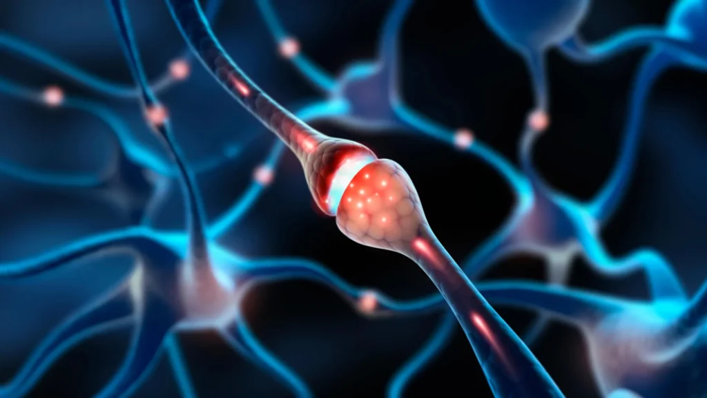 MIT scientists uncover thousands and thousands of “silent synapses” within the grownup mind illuminated synapse connected with interacting nerve cells.webp.webp