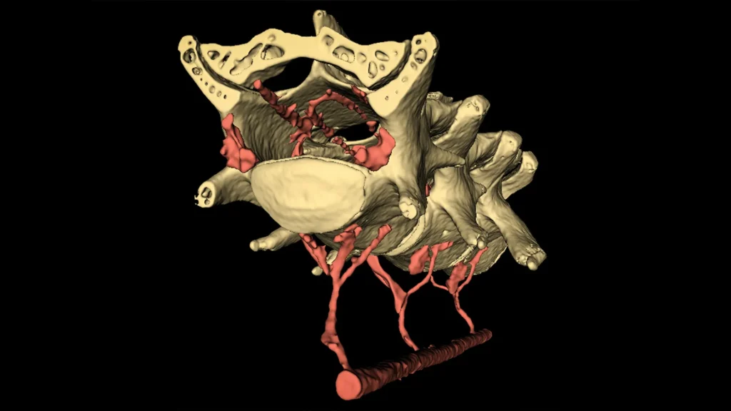 vein network mechanism.webp.webp