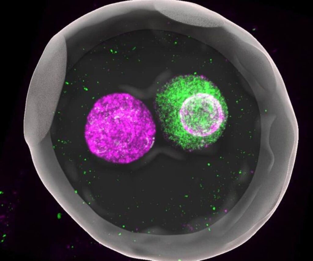 zygote nucleus neuroscience.jpg