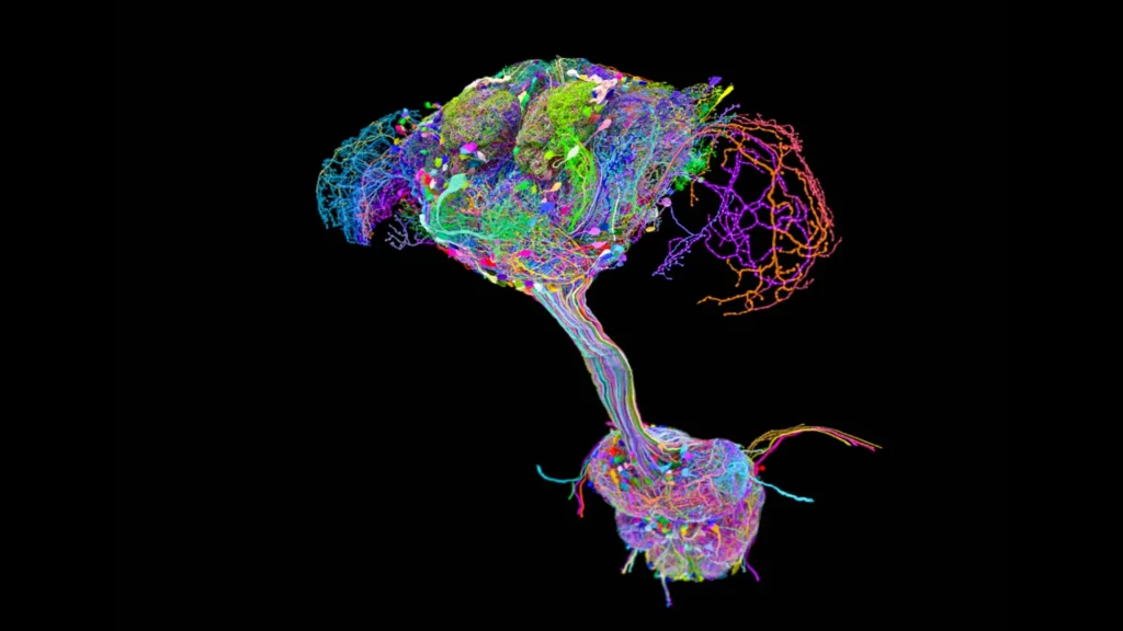 fruit fly brain connectome.webp.webp