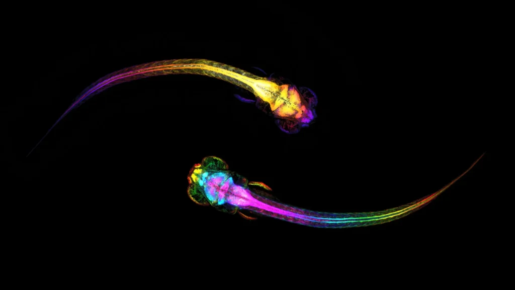 two socializing zebrafish.webp.webp
